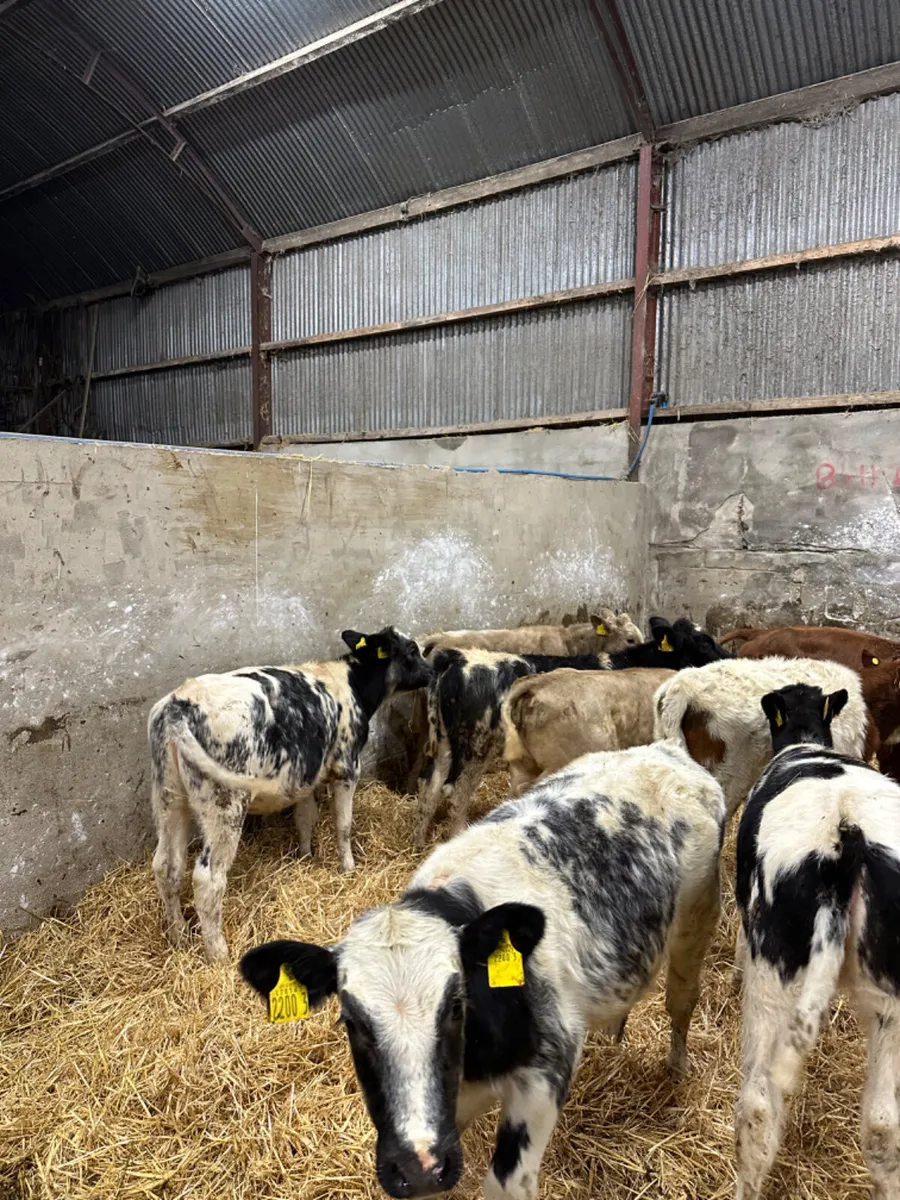 Blue and Charolais heifers - Image 4