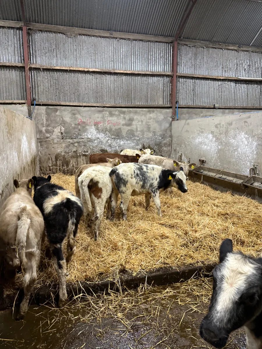 Blue and Charolais heifers - Image 1