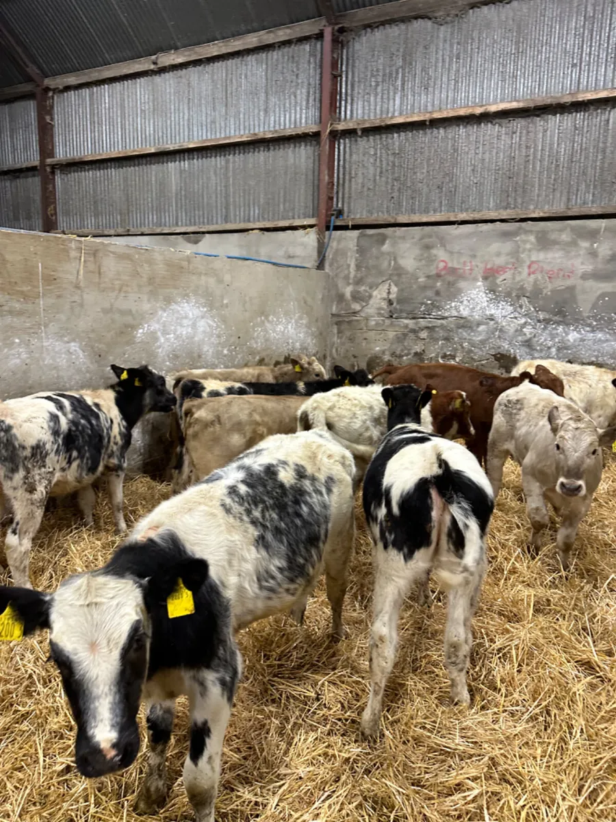 Blue and Charolais heifers - Image 2