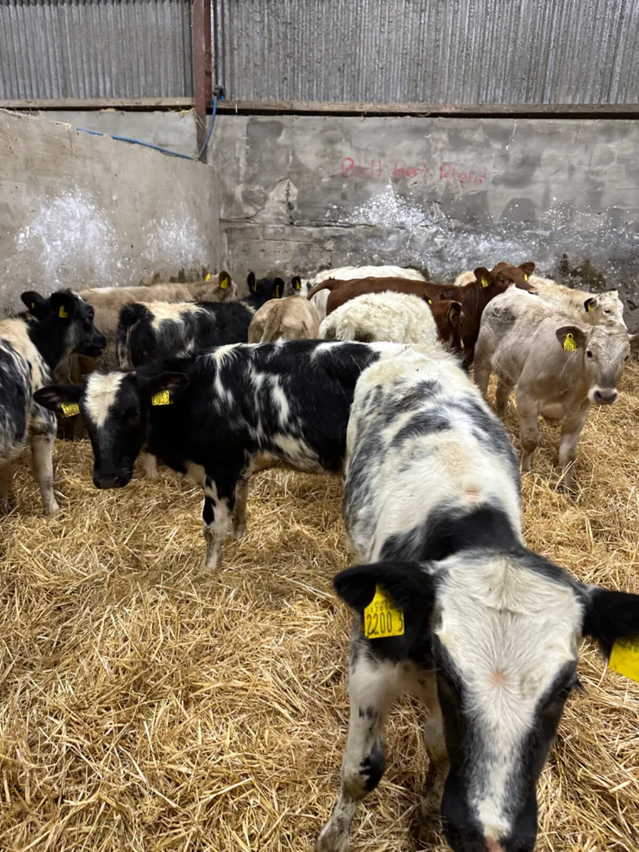 Blue and Charolais heifers - Image 3