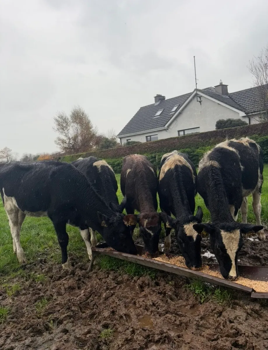 5 super high ebi fr heifers - Image 1