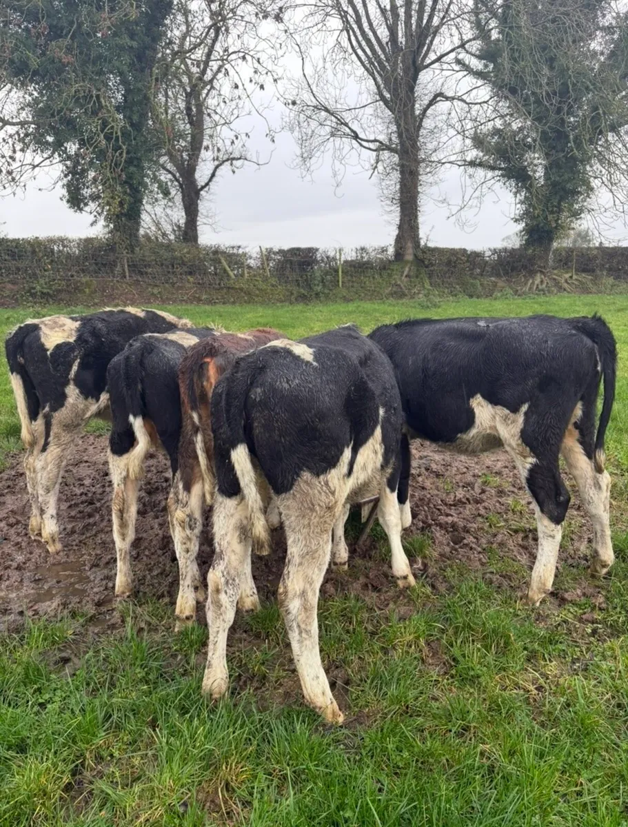 5 super high ebi fr heifers - Image 3