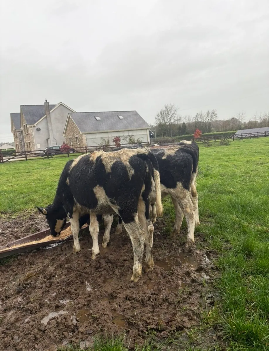 5 super high ebi fr heifers - Image 4