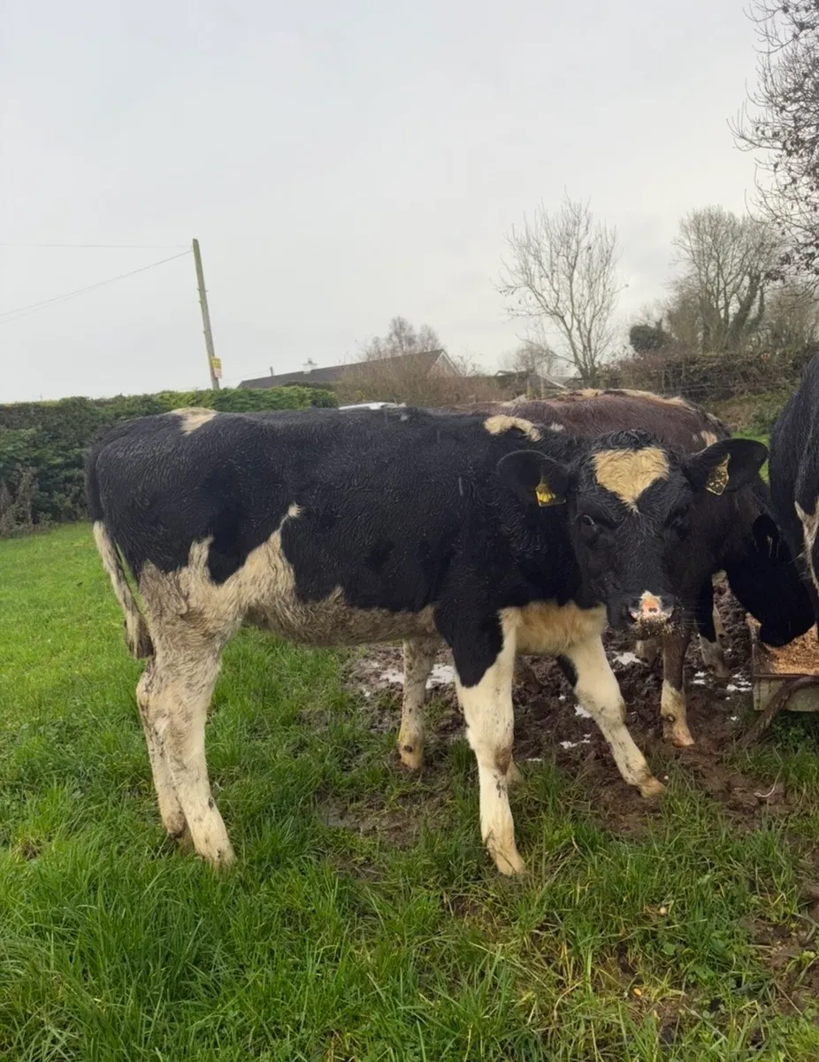 5 super high ebi fr heifers - Image 2