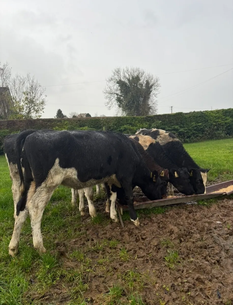 5 super high ebi fr heifers - Image 4