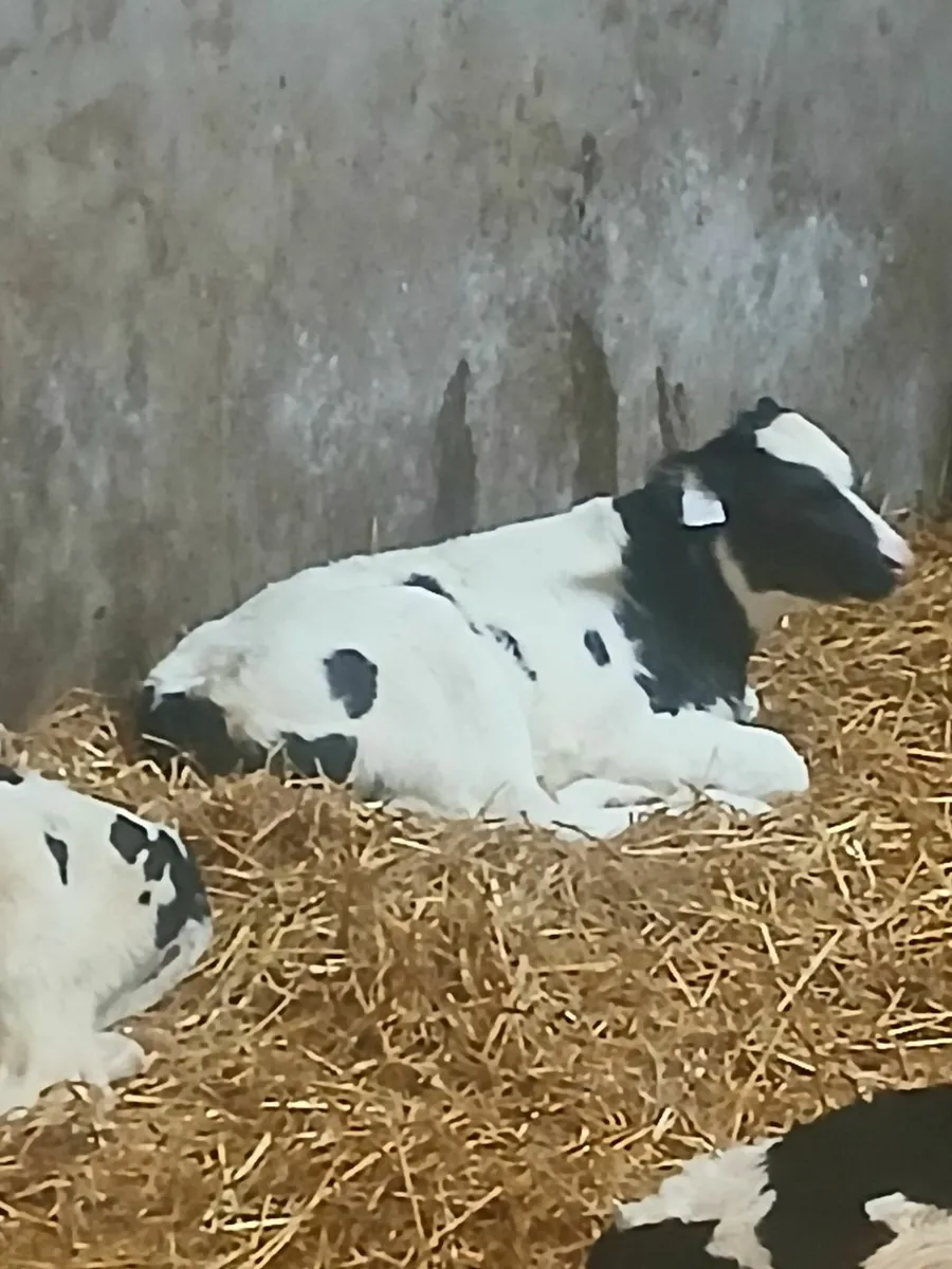 Bb calf - Image 2