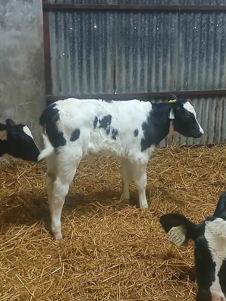 Bb calf - Image 1