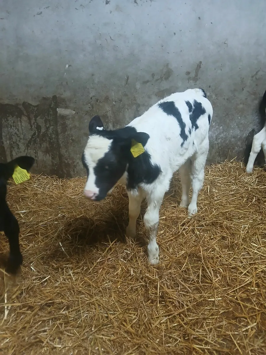 Bb calf - Image 3