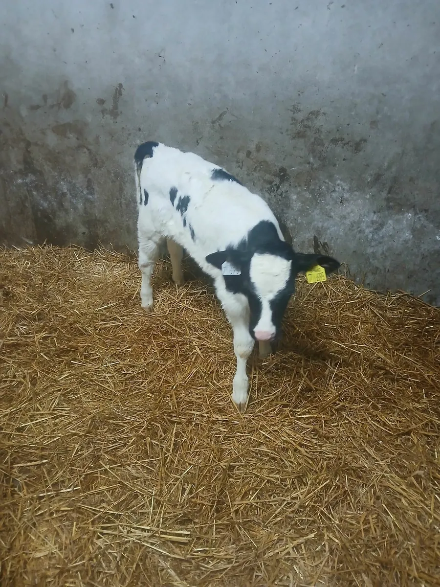 Bb calf - Image 4