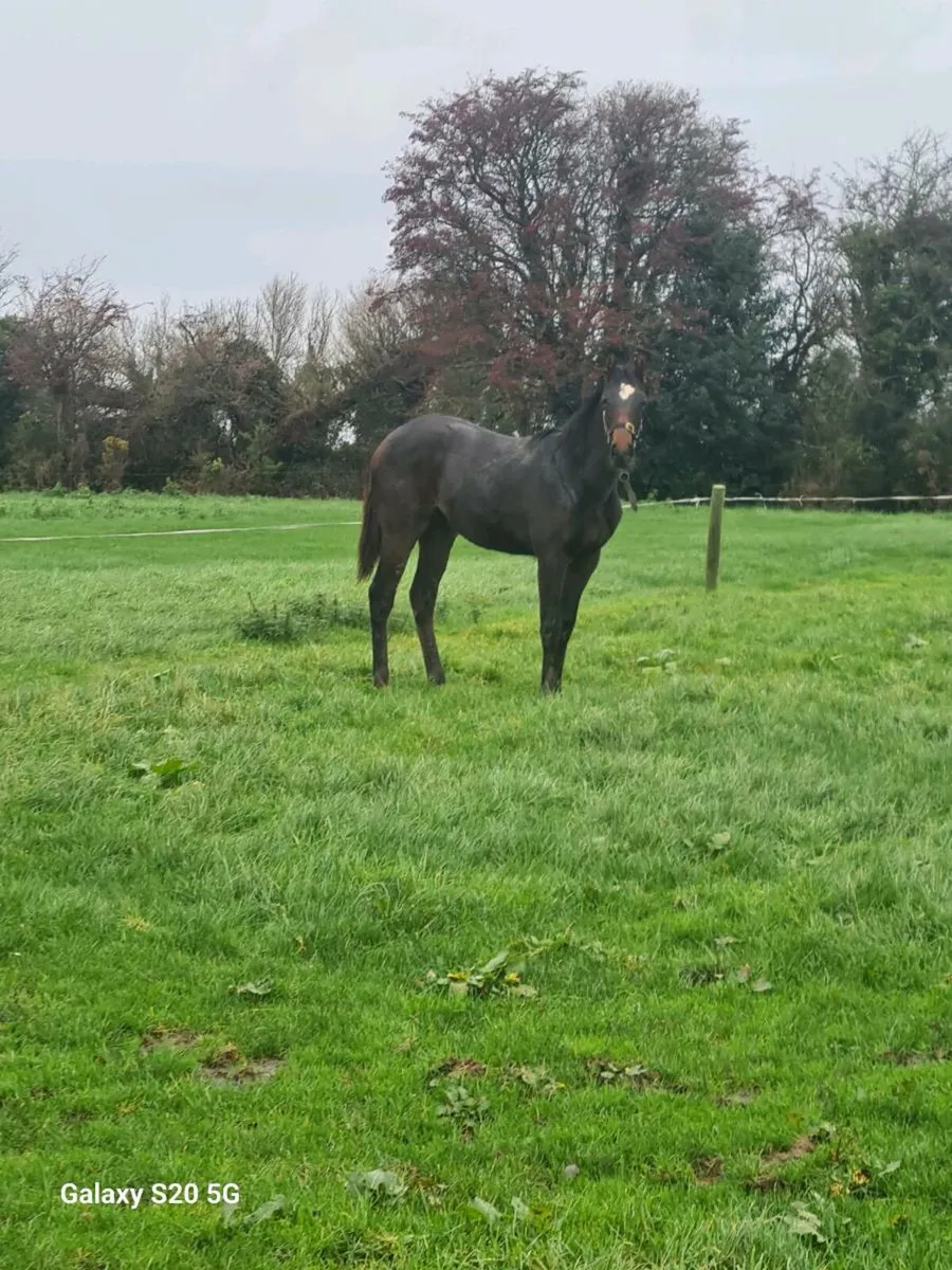 Pyledriver filly for sale - Image 3