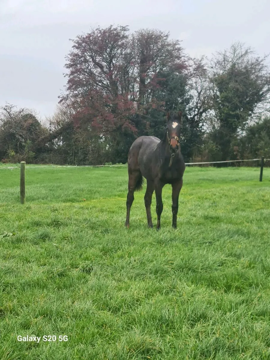 Pyledriver filly for sale - Image 1