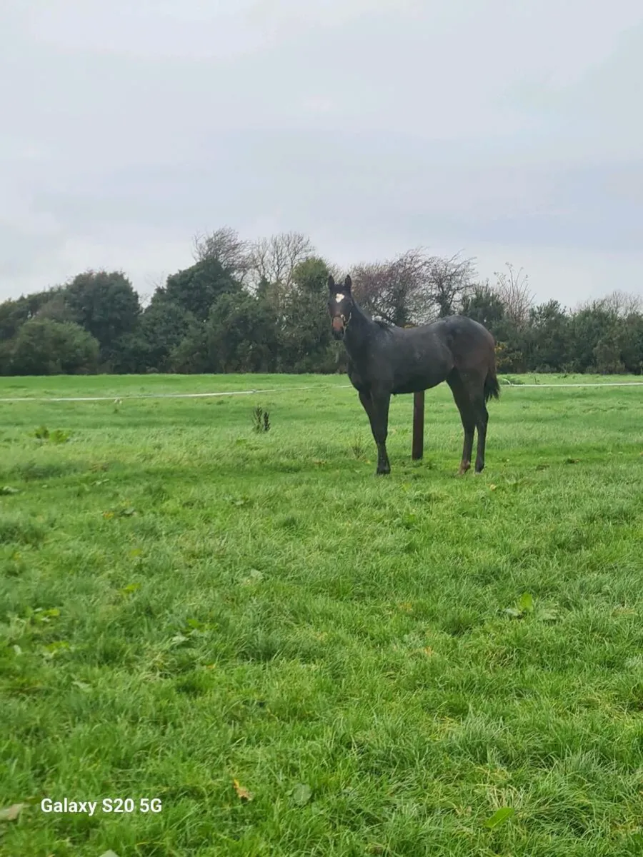 Pyledriver filly for sale - Image 4