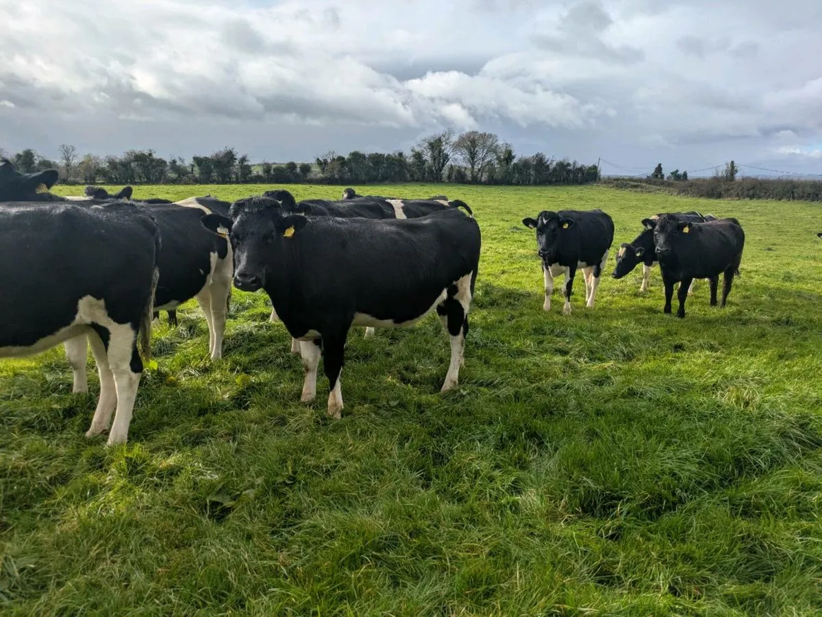 Fresian heifer - Image 1