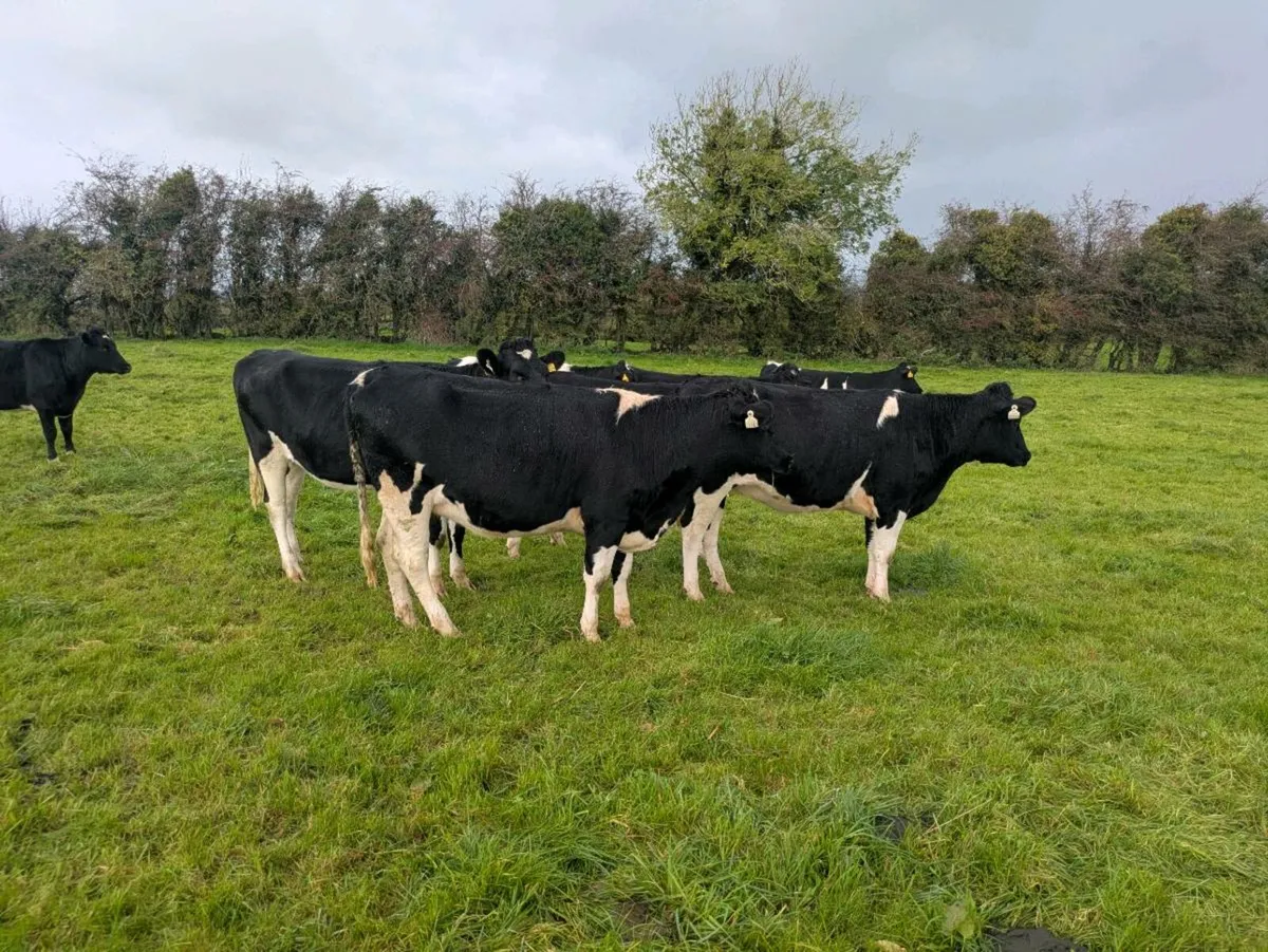 Fresian heifer - Image 2