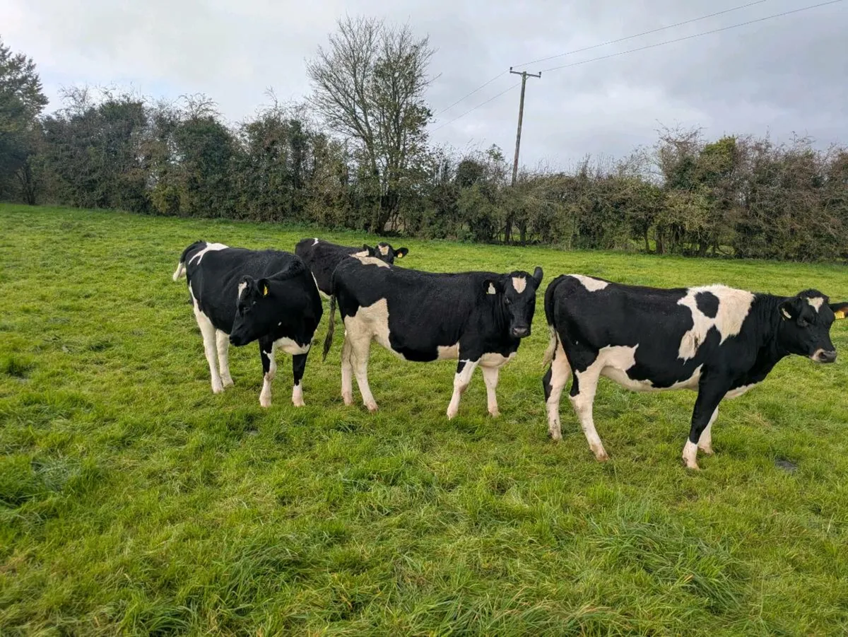 Fresian heifer - Image 3