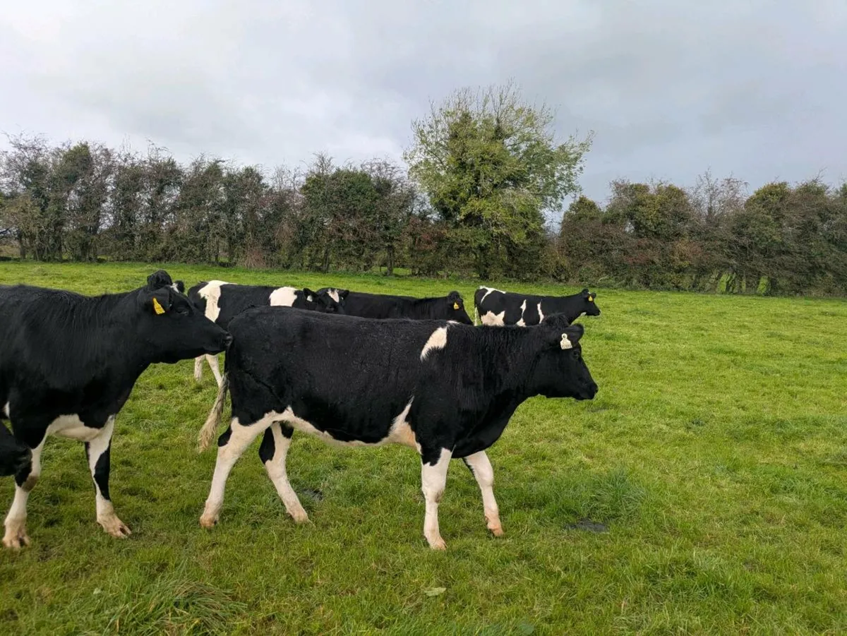 Fresian heifer - Image 4