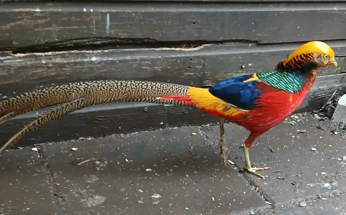 Red Golden Pheasants - Image 1