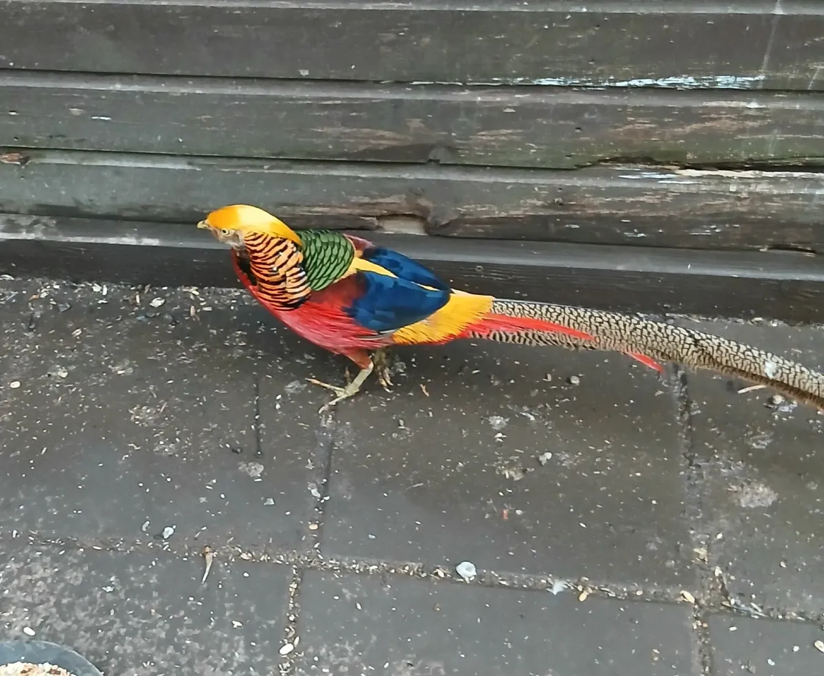 Red Golden Pheasants - Image 2