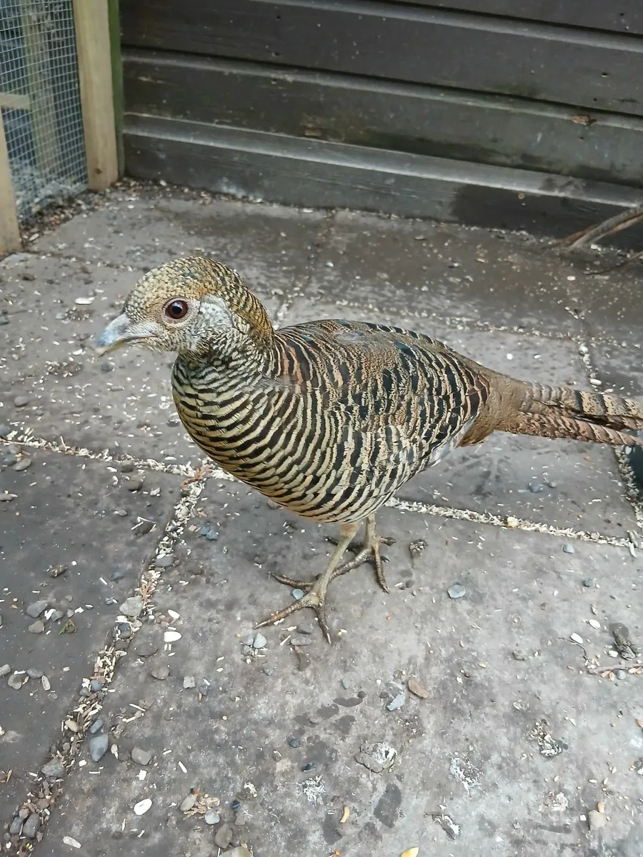 Red Golden Pheasants - Image 3