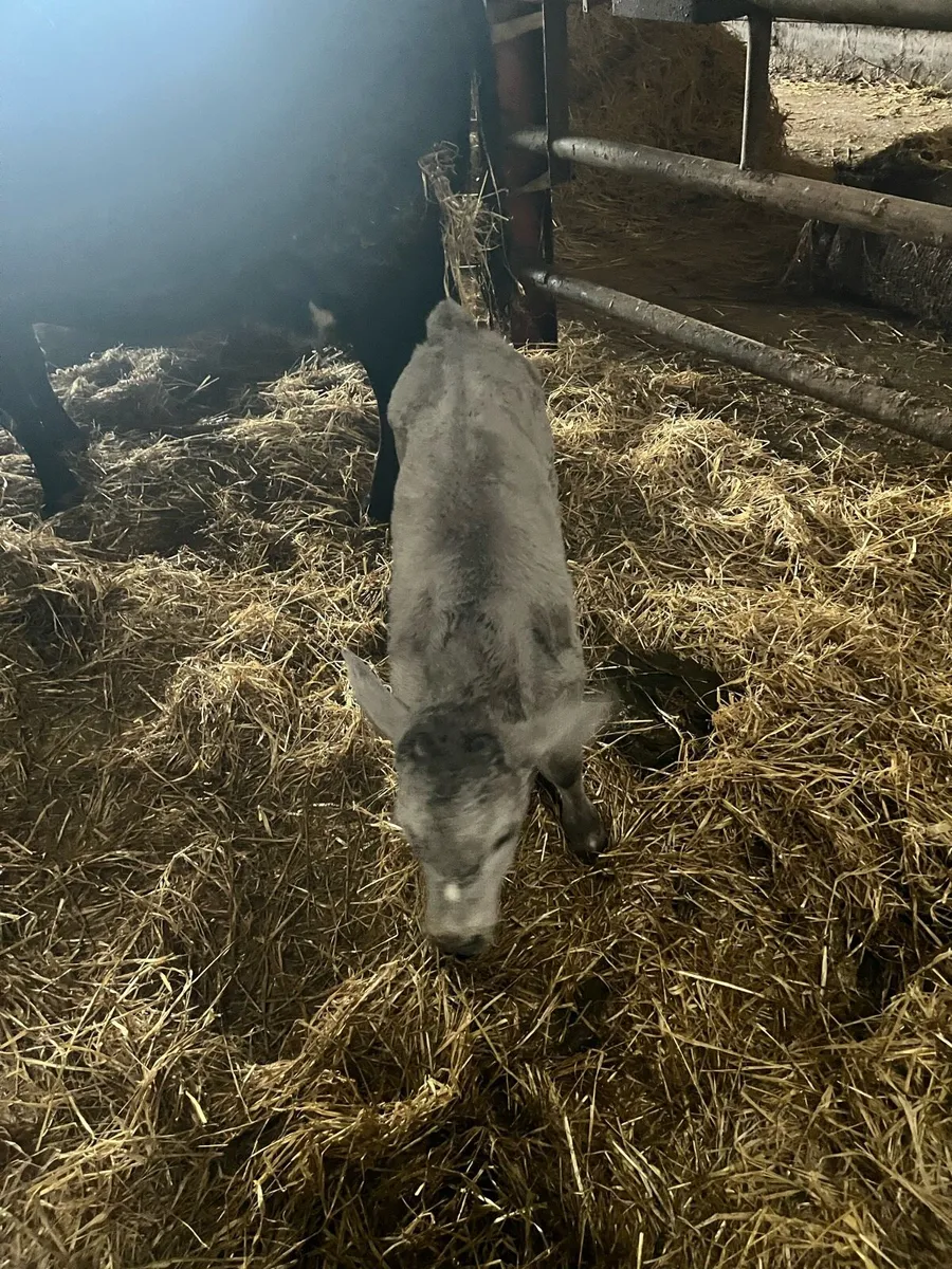 Suckler bred Charolais bull calf - Image 2