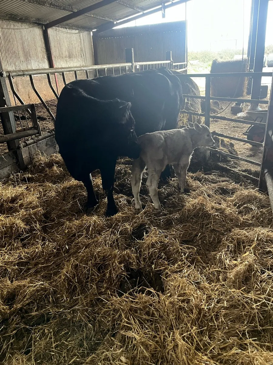 Suckler bred Charolais bull calf - Image 3