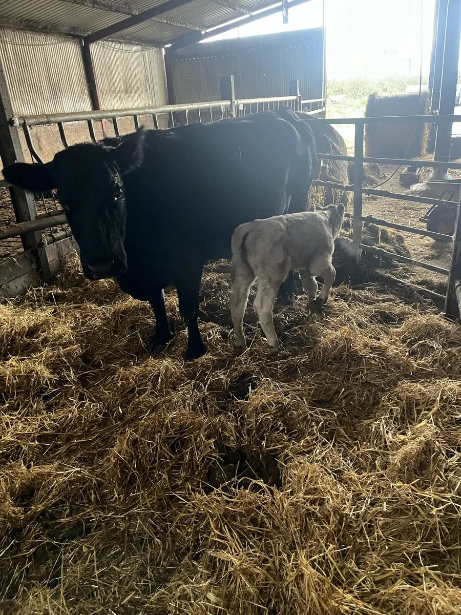 Suckler bred Charolais bull calf - Image 4