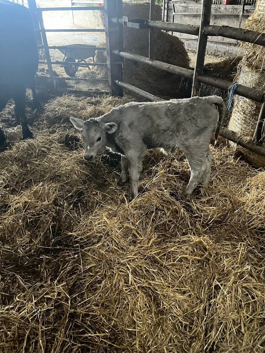 Suckler bred Charolais bull calf - Image 1