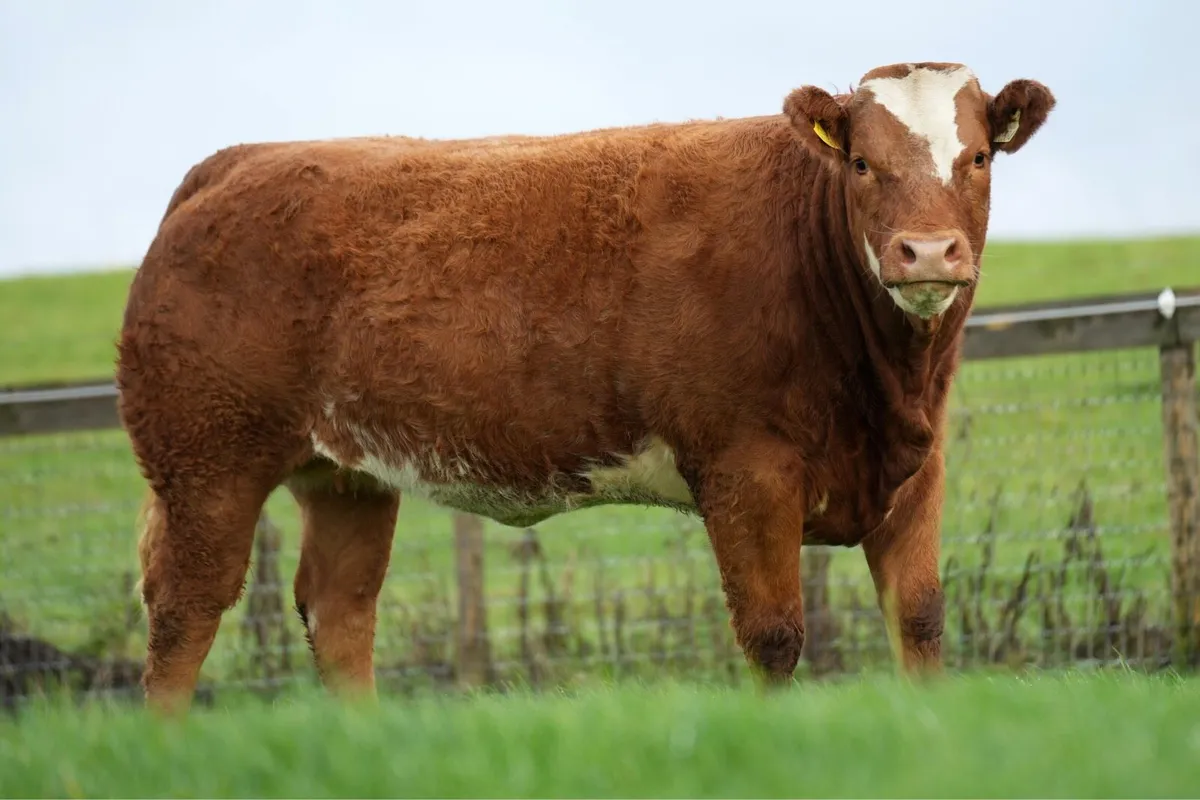 HOARES INCALF HEIFERS - Image 2