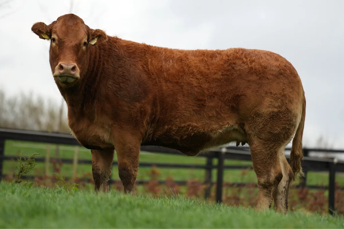 HOARES INCALF HEIFERS - Image 3