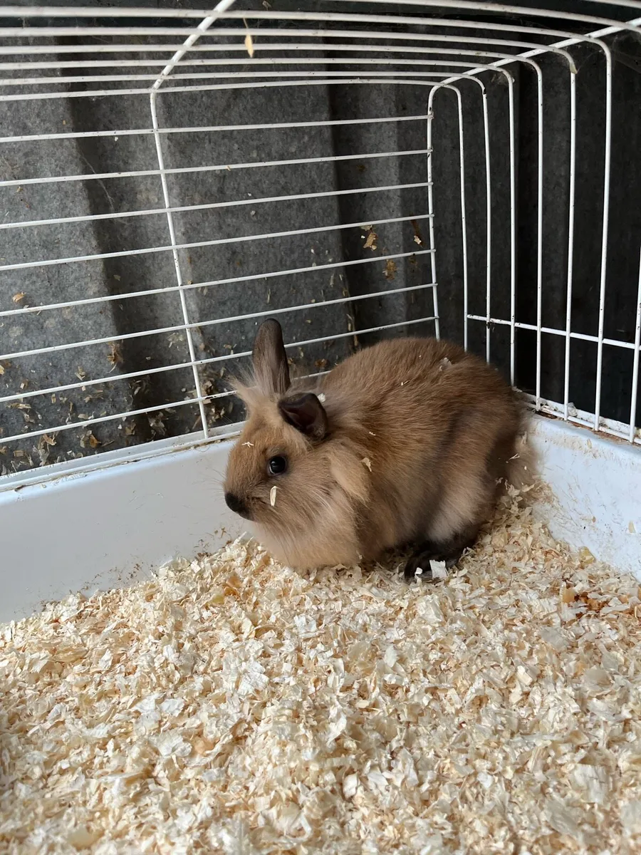 Beautiful bunny rabbits - Image 1