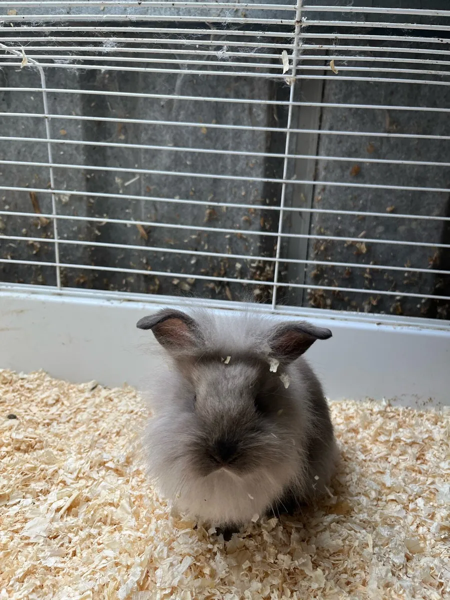 Beautiful bunny rabbits - Image 2