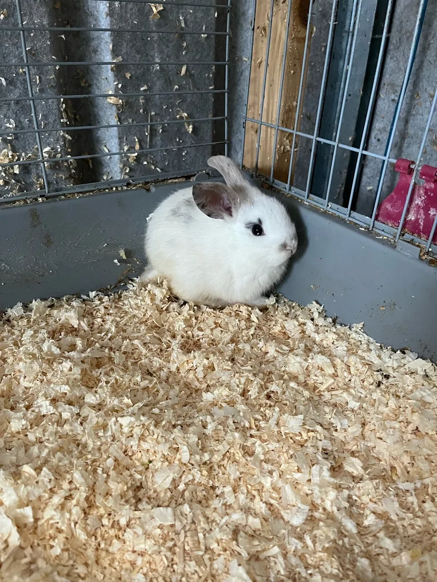 Beautiful bunny rabbits - Image 3