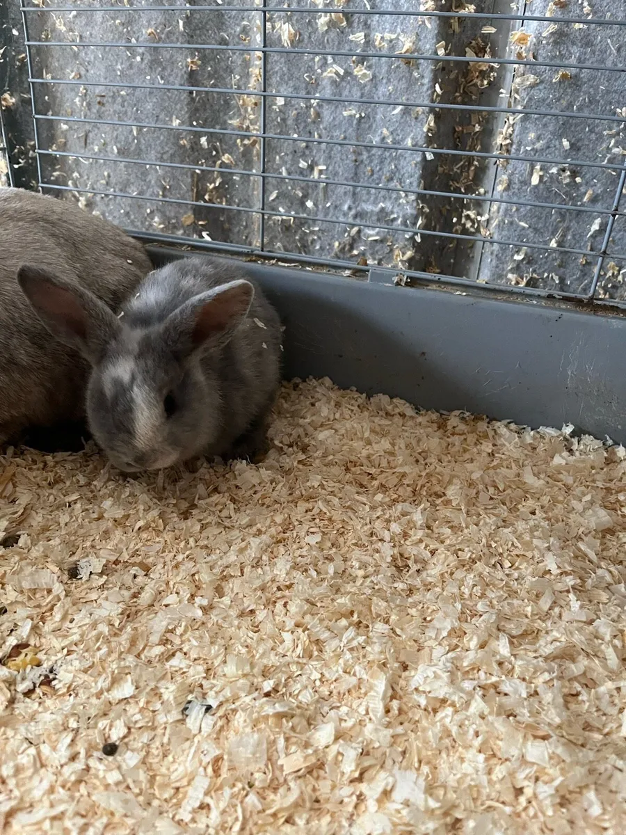 Beautiful bunny rabbits - Image 4