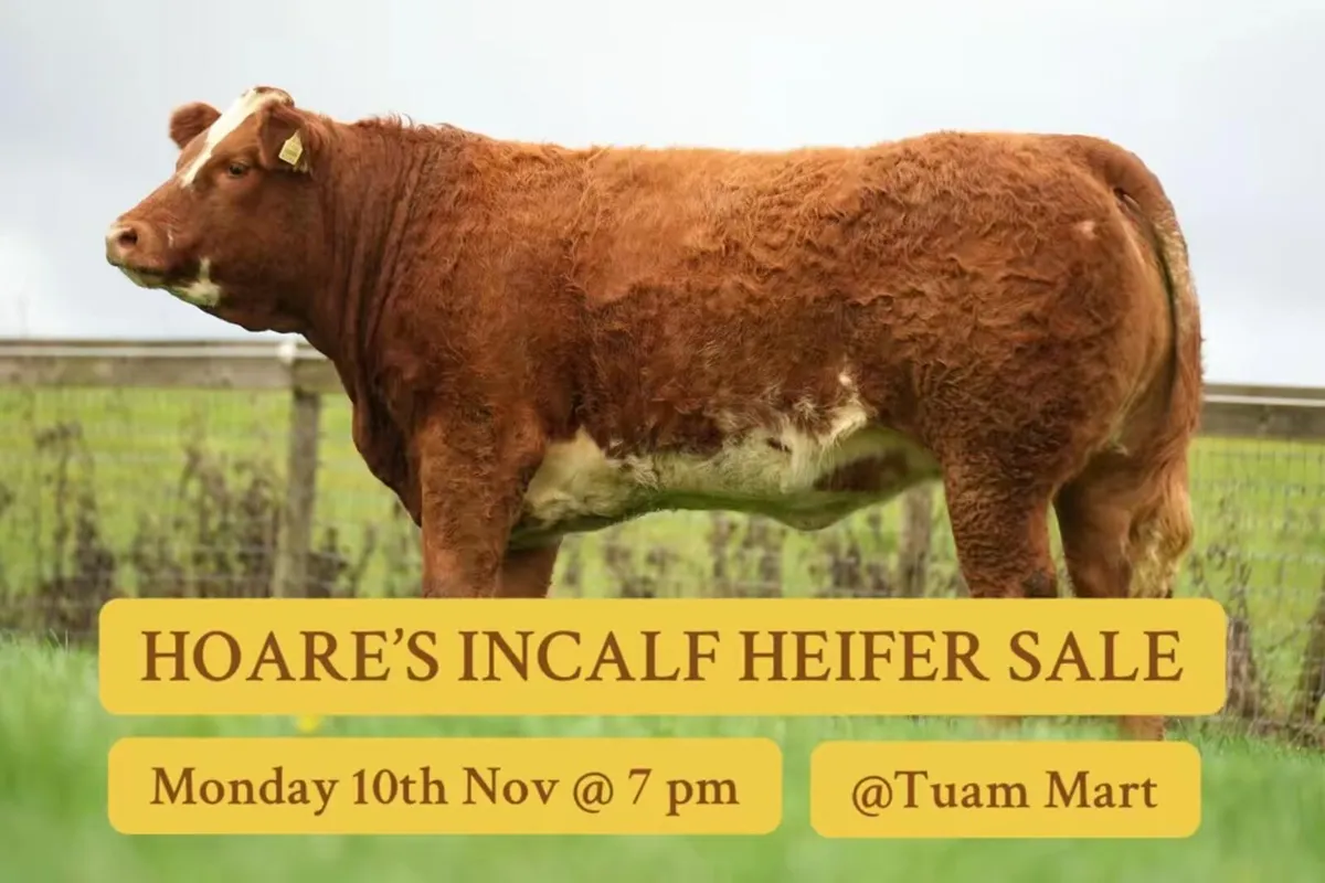 HOARES INCALF HEIFERS - Image 1