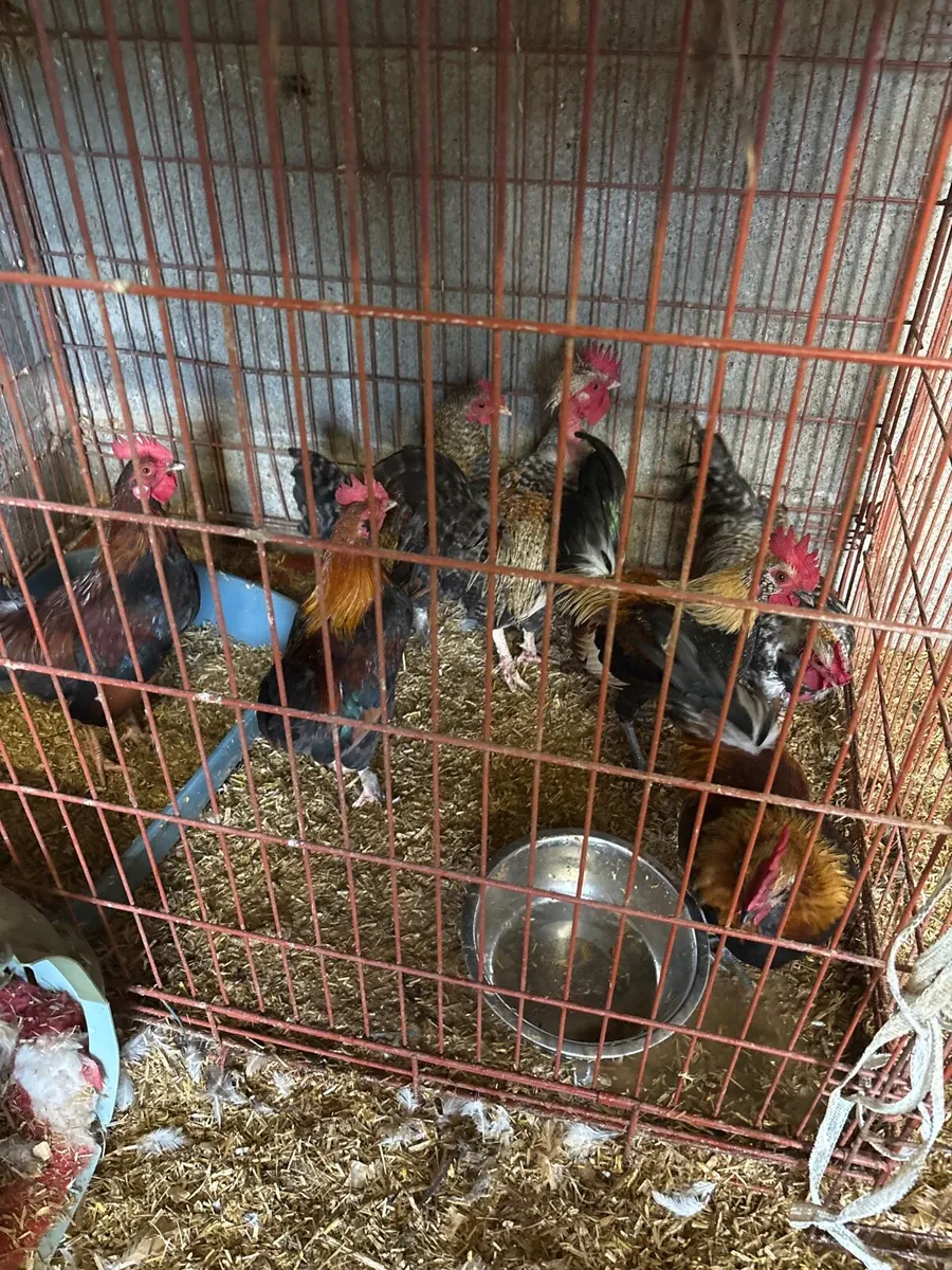 Selection of young roosters - Image 1