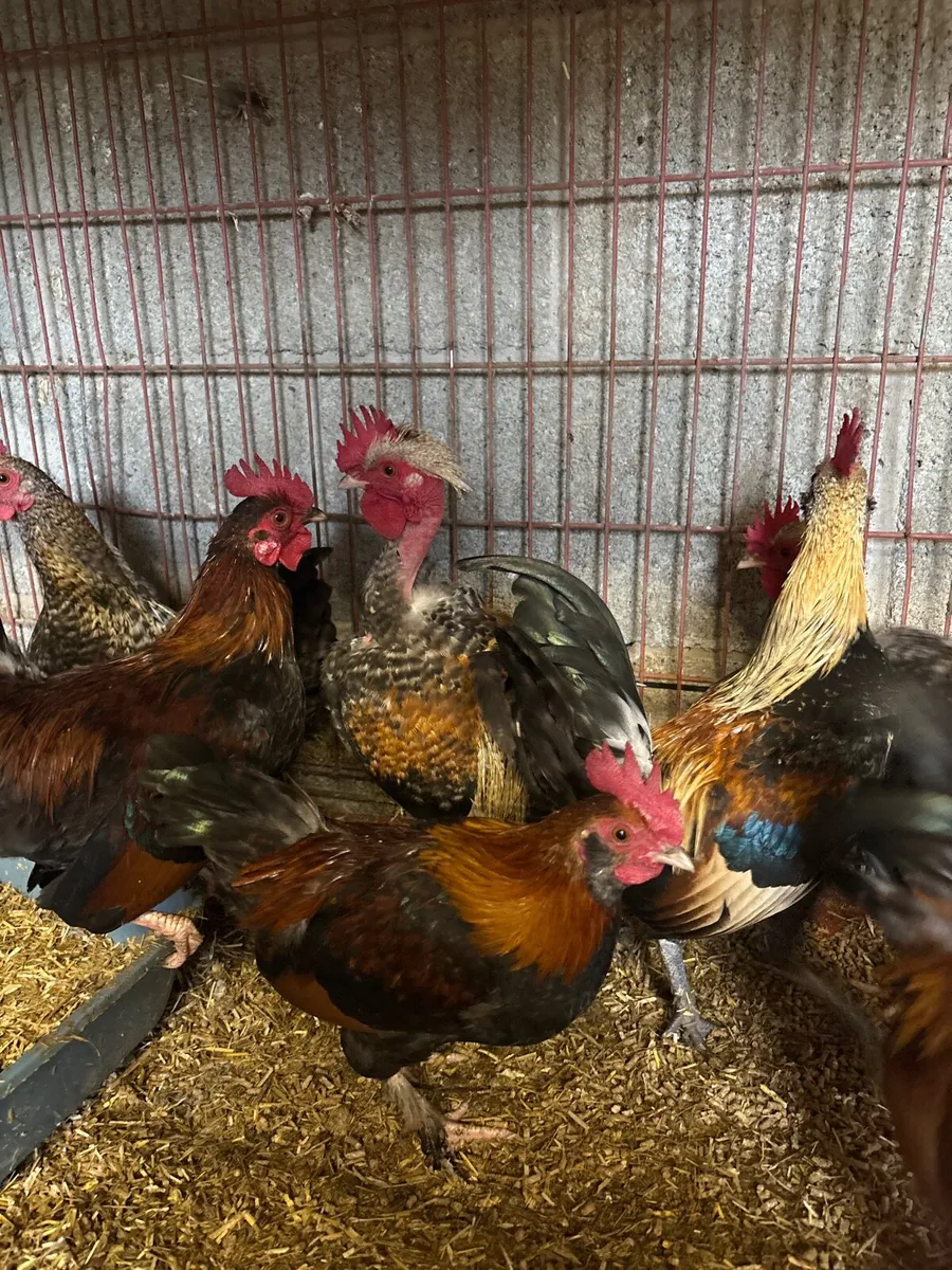 Selection of young roosters - Image 2