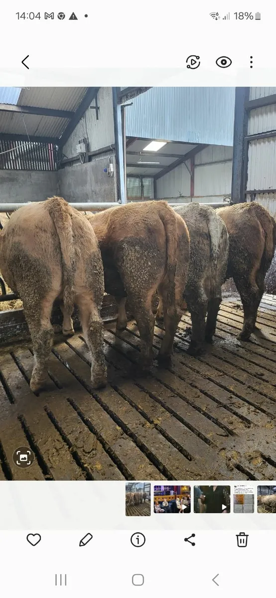 Beef Heifers - Image 1