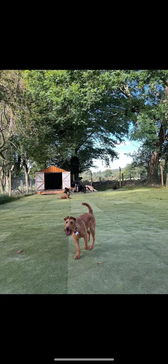 Astro turf for sale - Image 3