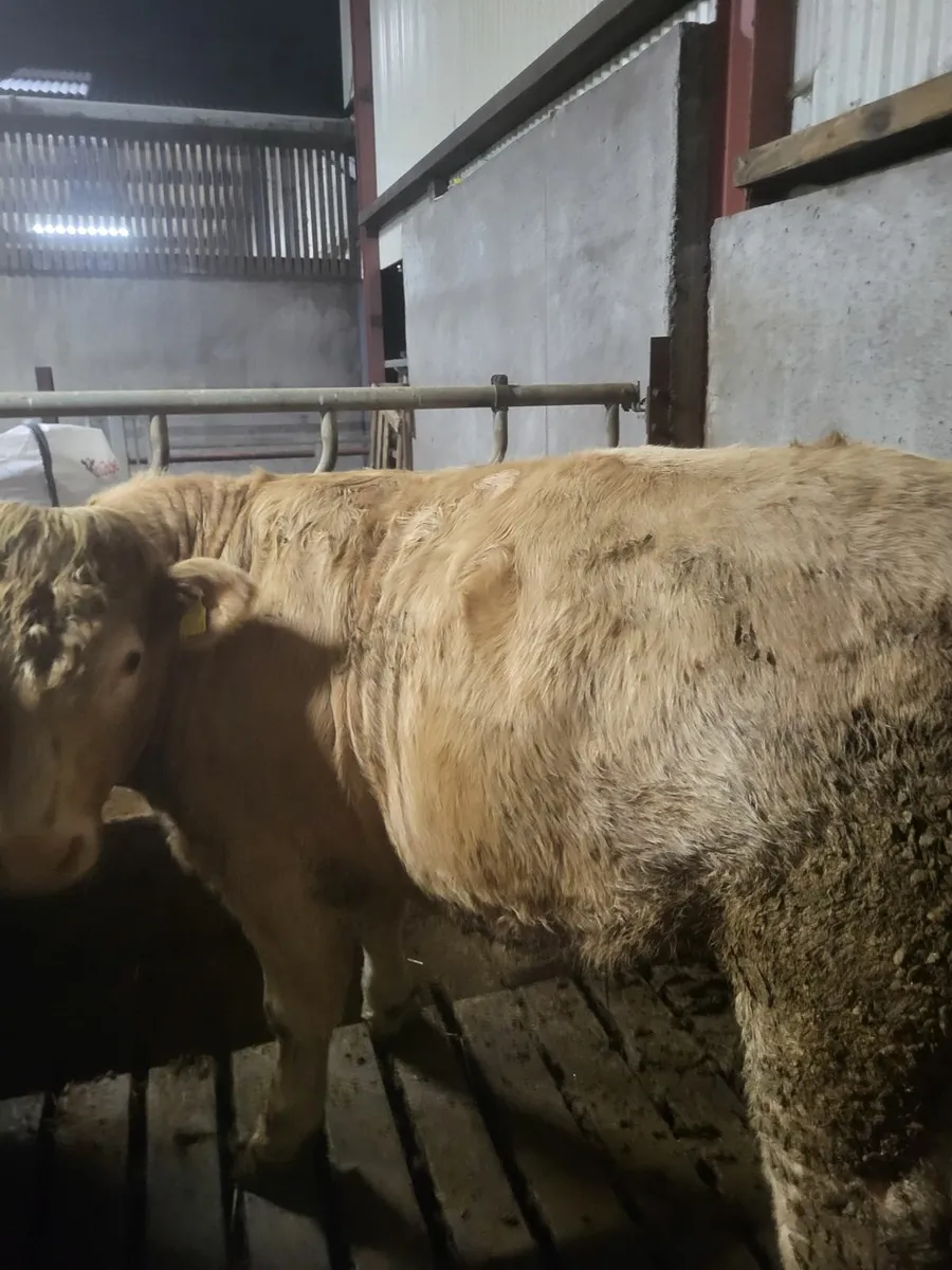 Beef Heifers - Image 3