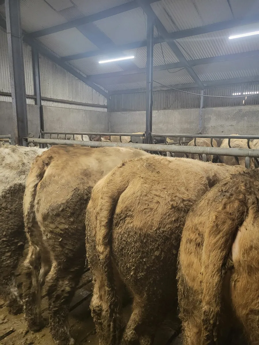 Beef Heifers - Image 4