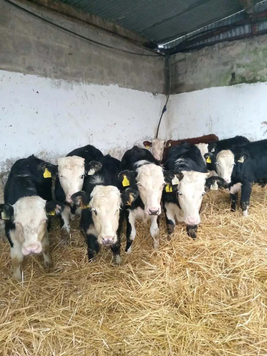 9 smashing hereford weanlings - Image 1