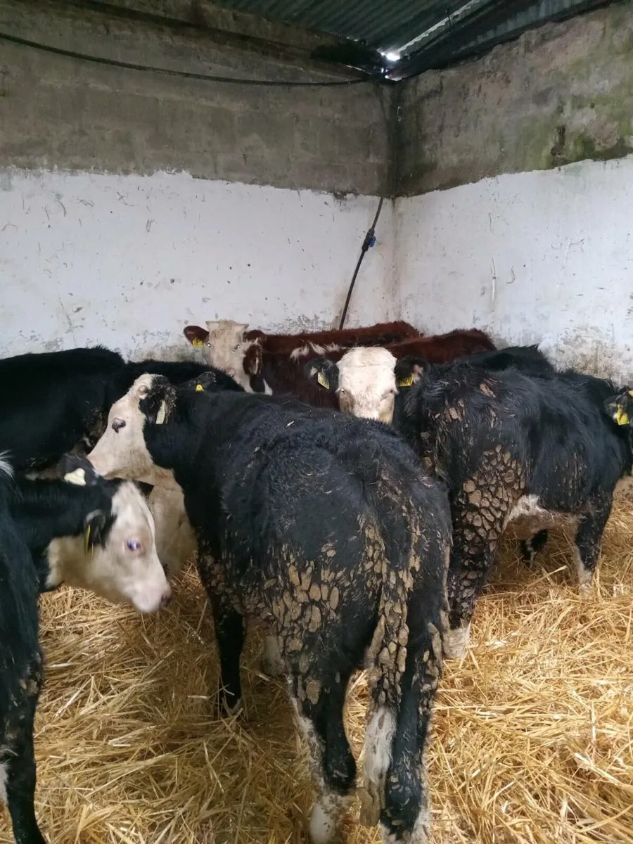 9 smashing hereford weanlings - Image 2