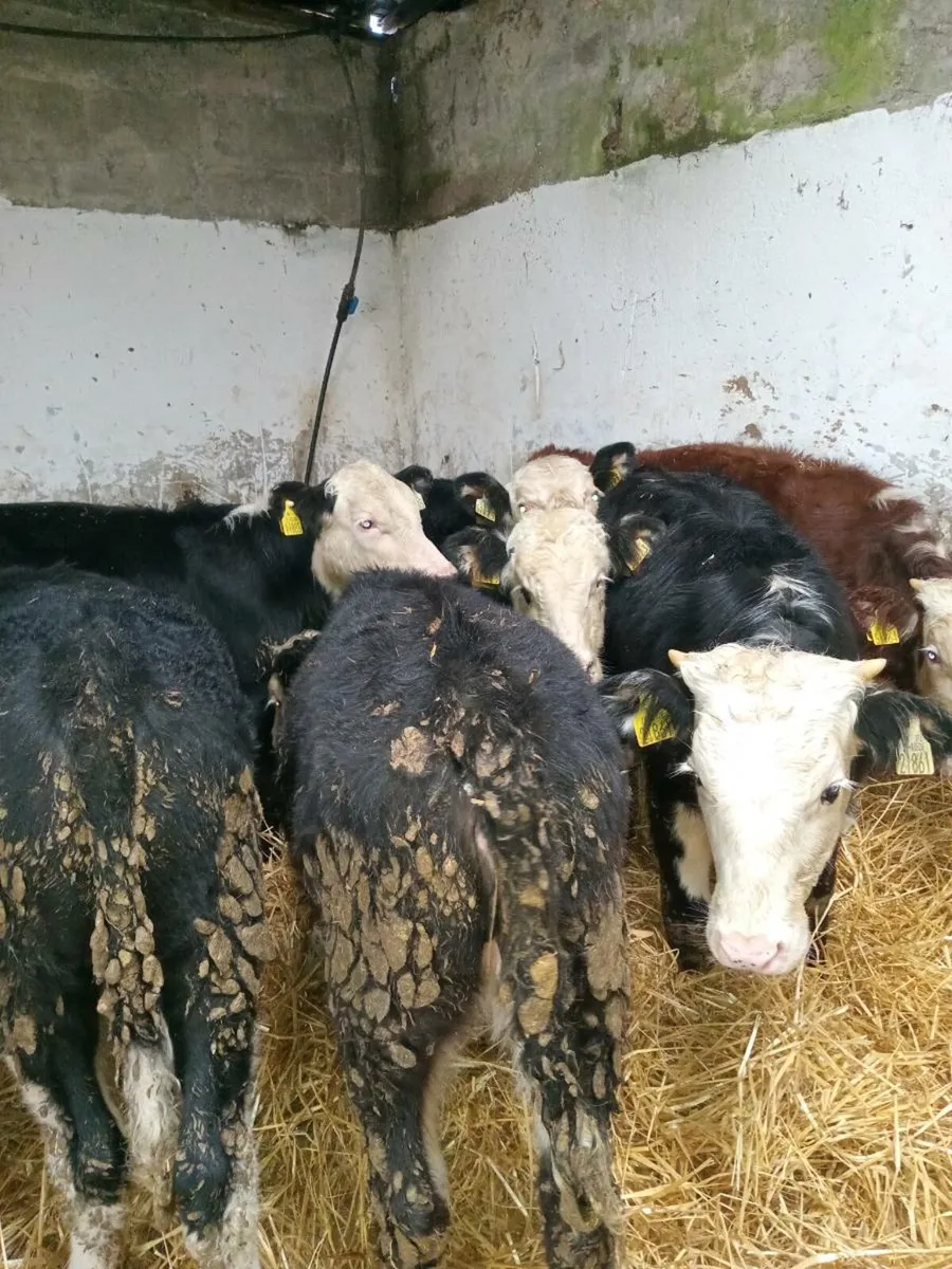 9 smashing hereford weanlings - Image 3