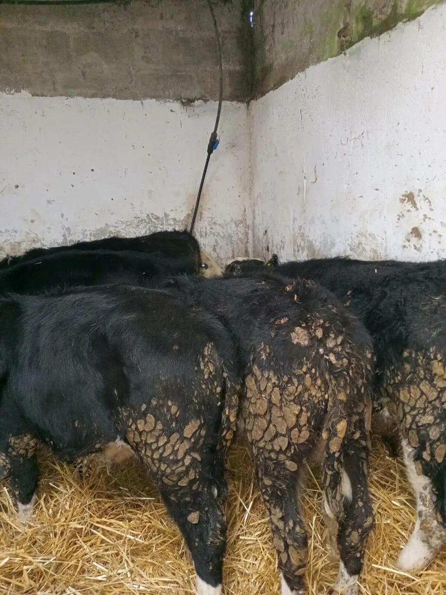 9 smashing hereford weanlings - Image 4