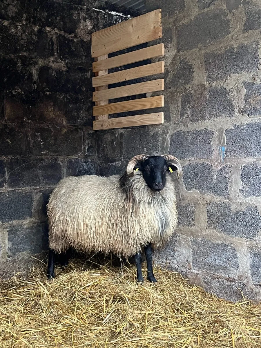 Mayo Mountain Ram Lamb - Image 1