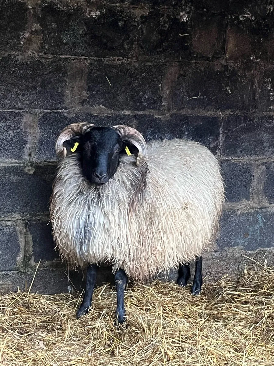 Mayo Mountain Ram Lamb - Image 2