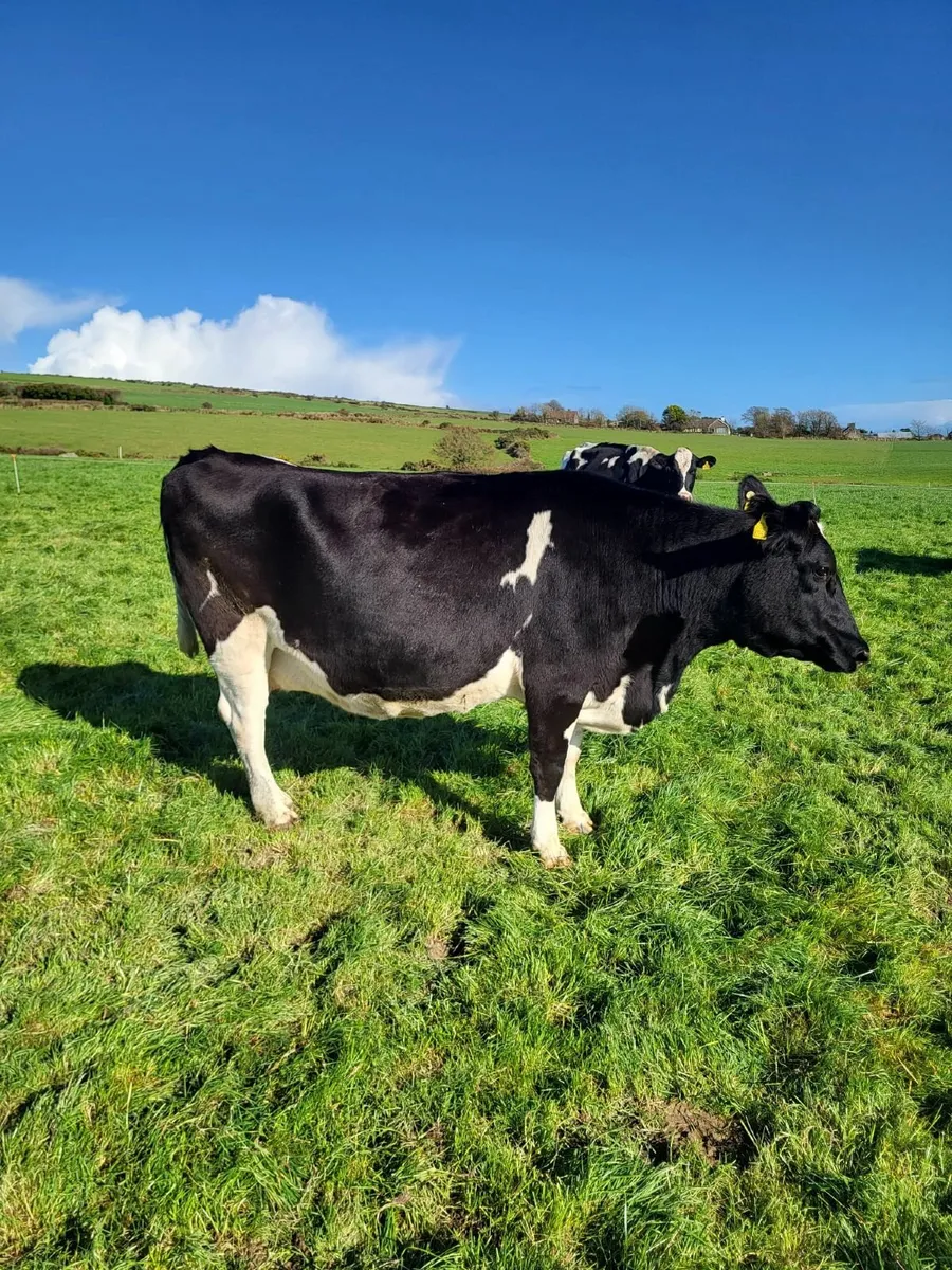 DAIRY CLEARANCE SALE THUR 13 NOV-BANDON MART - Image 1