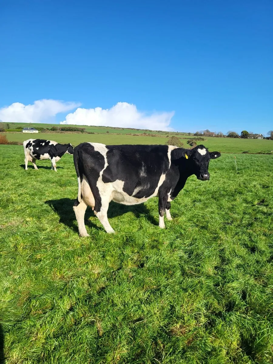 DAIRY CLEARANCE SALE THUR 13 NOV-BANDON MART - Image 2