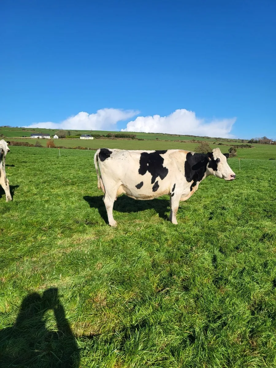 DAIRY CLEARANCE SALE THUR 13 NOV-BANDON MART - Image 3