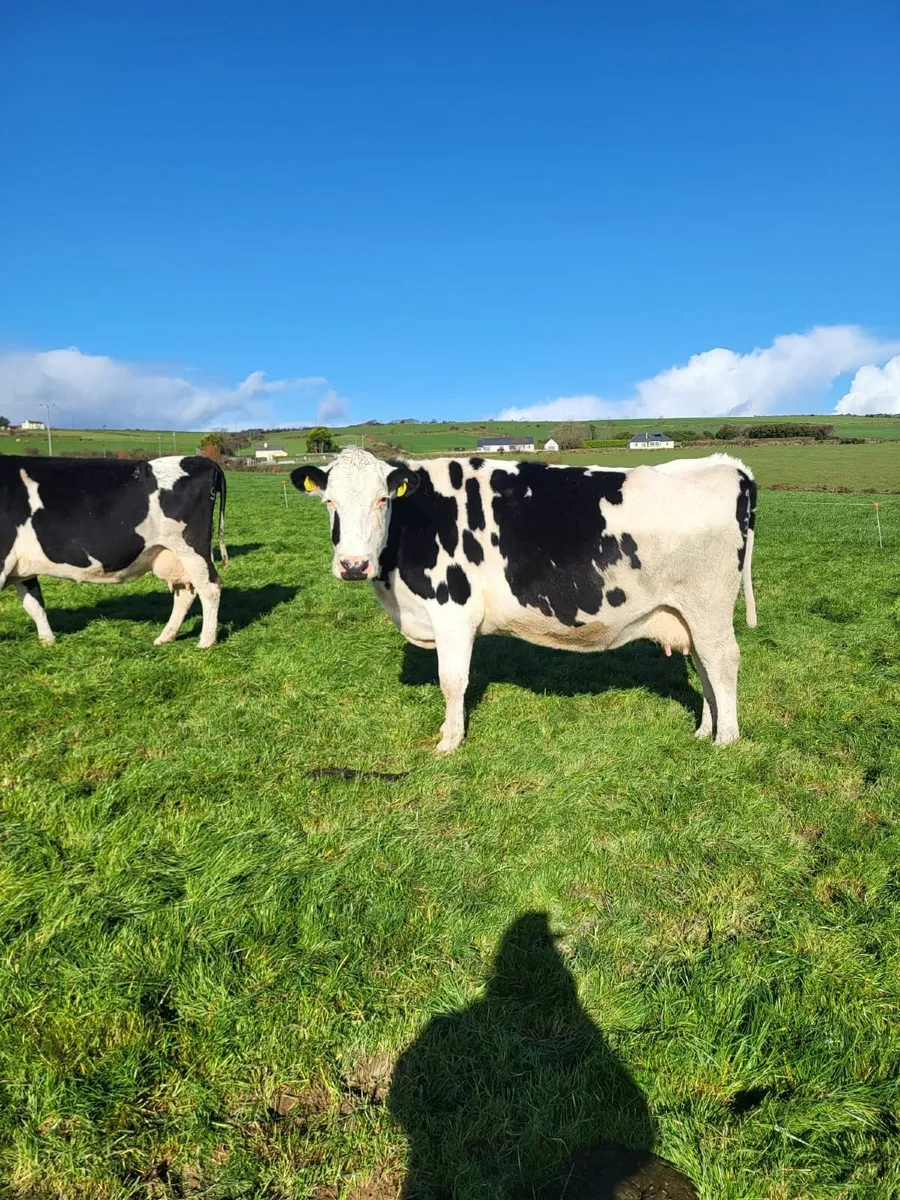 DAIRY CLEARANCE SALE THUR 13 NOV-BANDON MART - Image 4